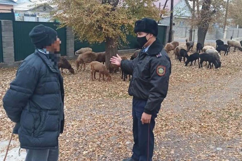 Жамбыл облысында жолға шыққан малдары үшін 27 адам айыппұл төледі