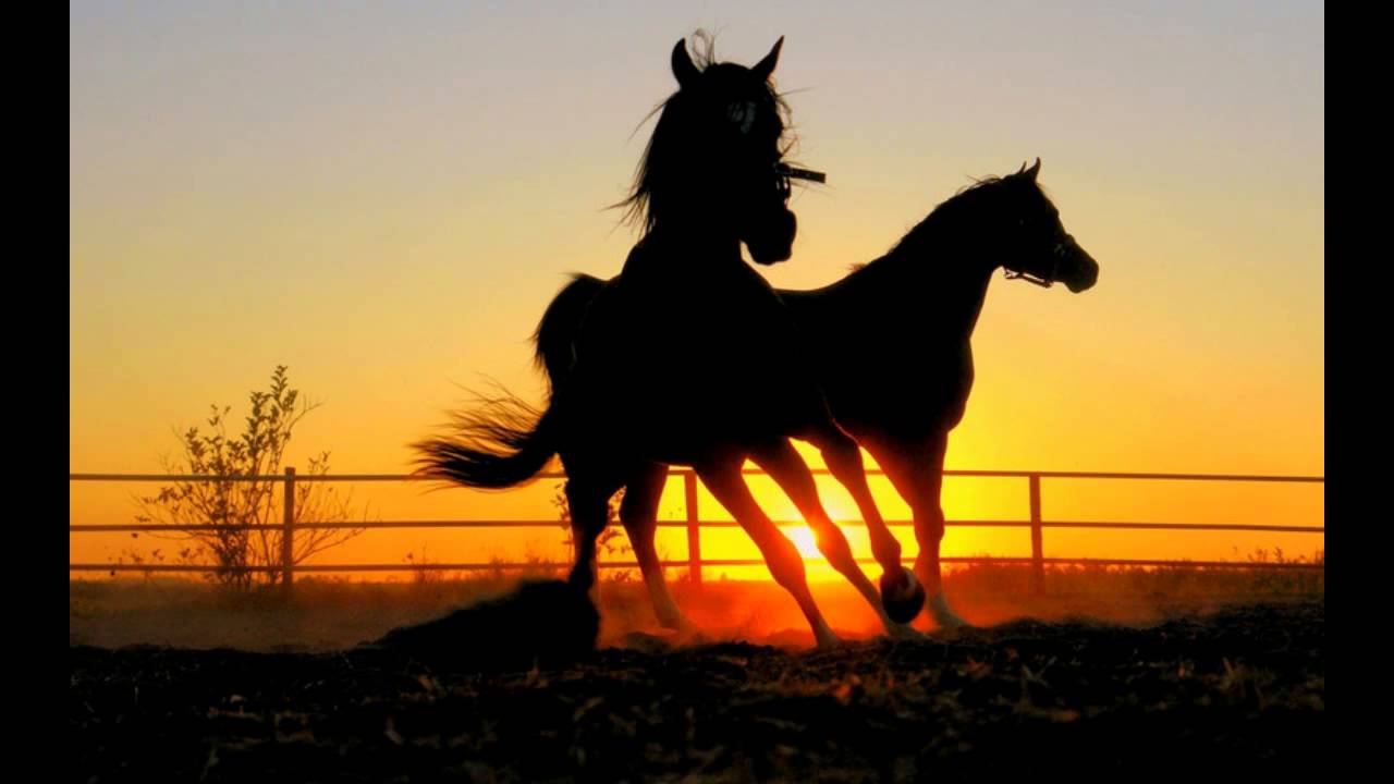 Қараусыз мал – ұрыға олжа