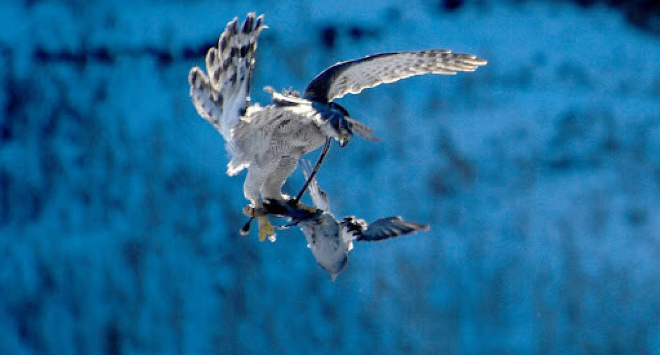 Афродизиак әйелдерде оргазмды ынталандырады