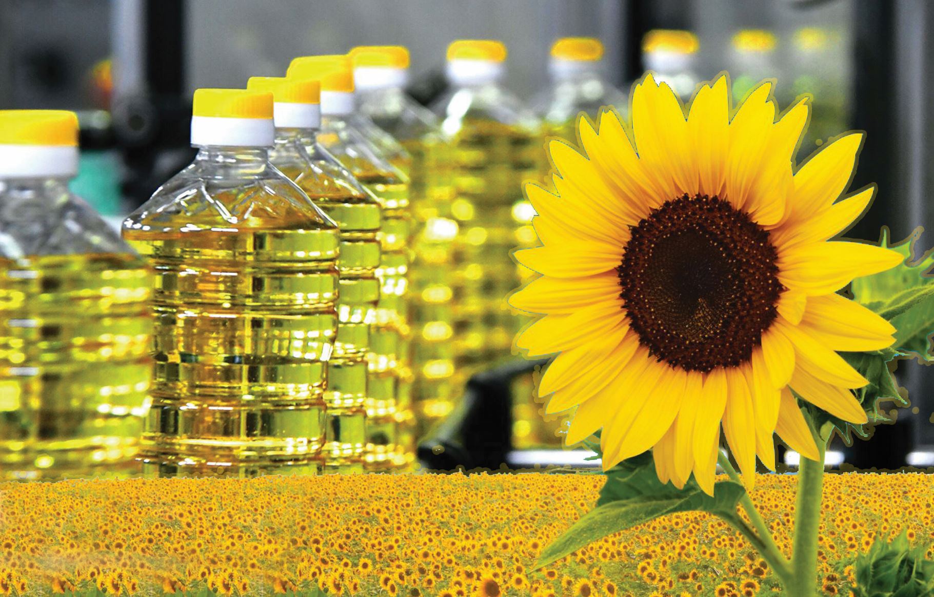 Өсімдік майын өндіре алмаймыз ба?