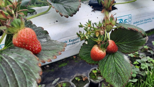 Белгородтық қызбен порно