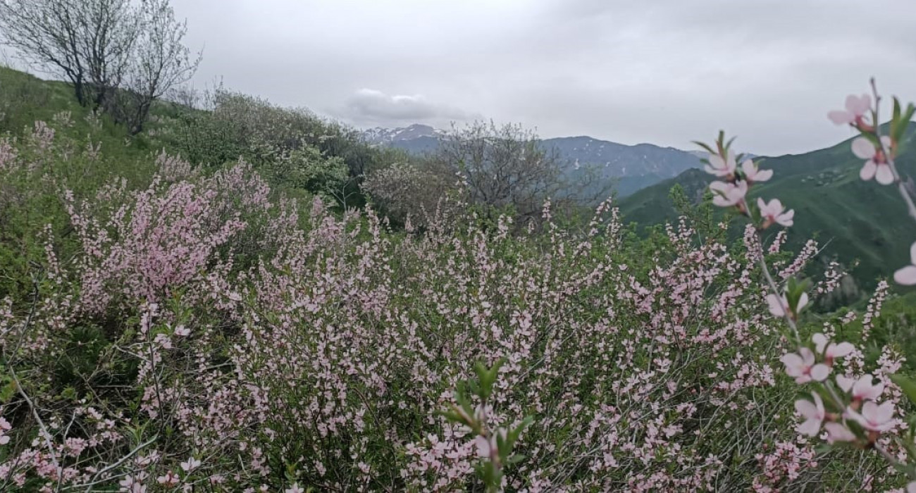 Қоғамдық жерде минетаны қараңыз