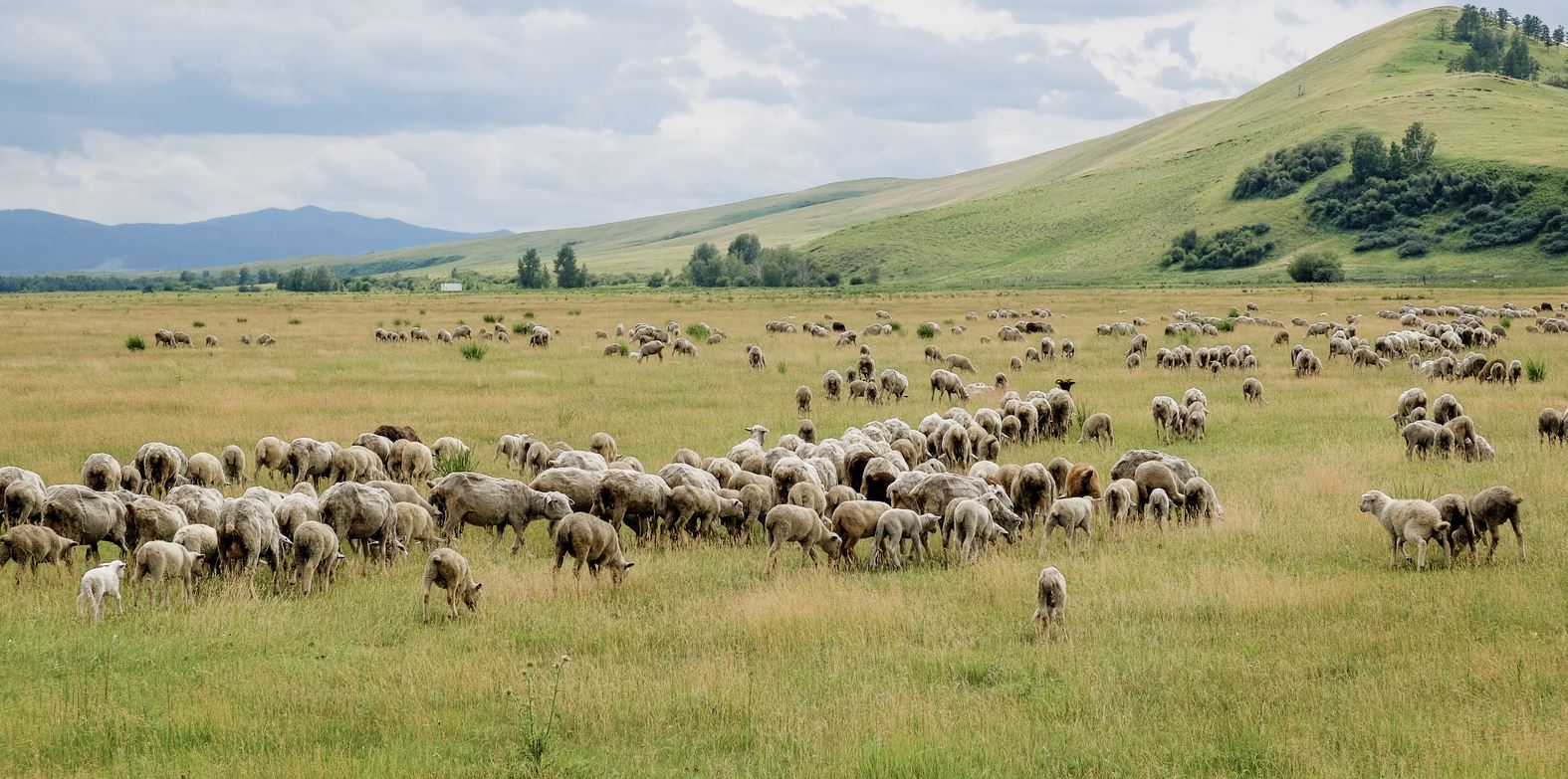 Ауылға жайылымсыз жал біте ме?!