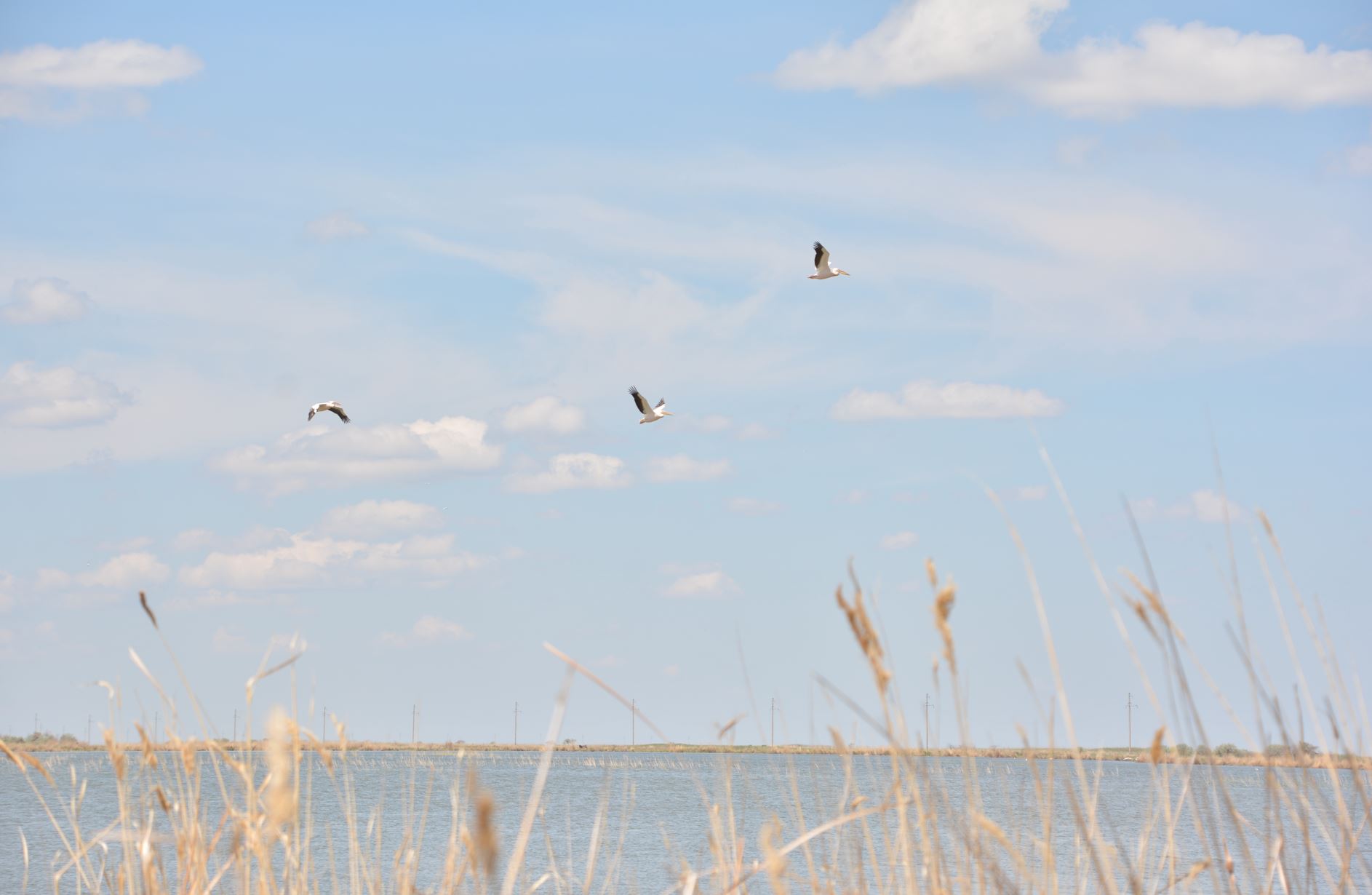 Құстарды құртып алмайық