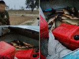 Түркістан облысында браконьерлерден 150 кг балық тәркіленді