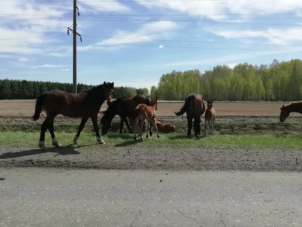 Ырыздығына ыждағатпен қарамайды