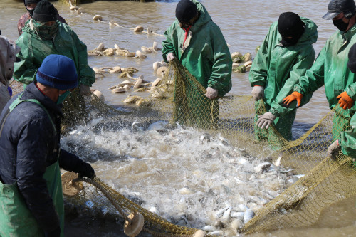 Балық өсіруге жасалған бетбұрыс