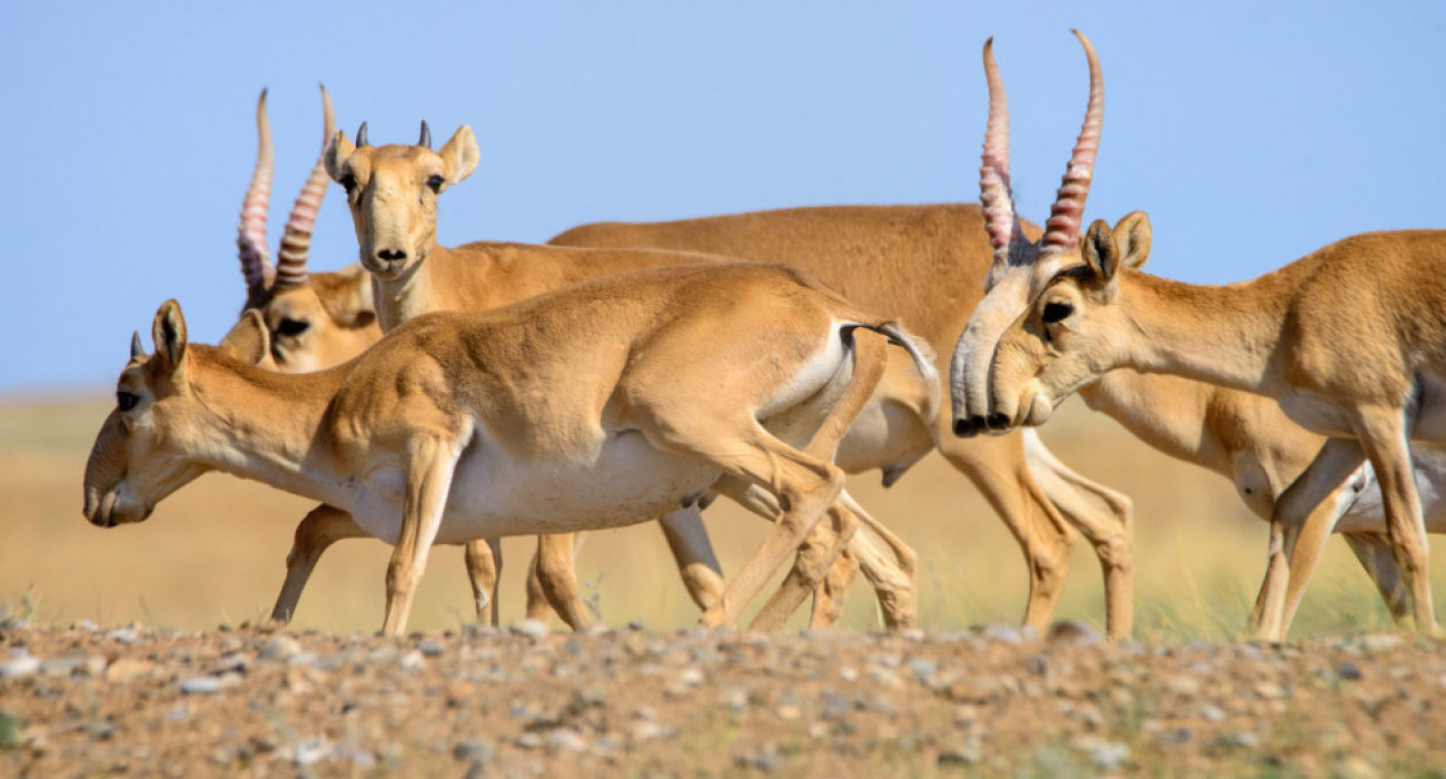 Нальчиктегі жезөкшелерді сату Камера алдындағы оргазмды бейне