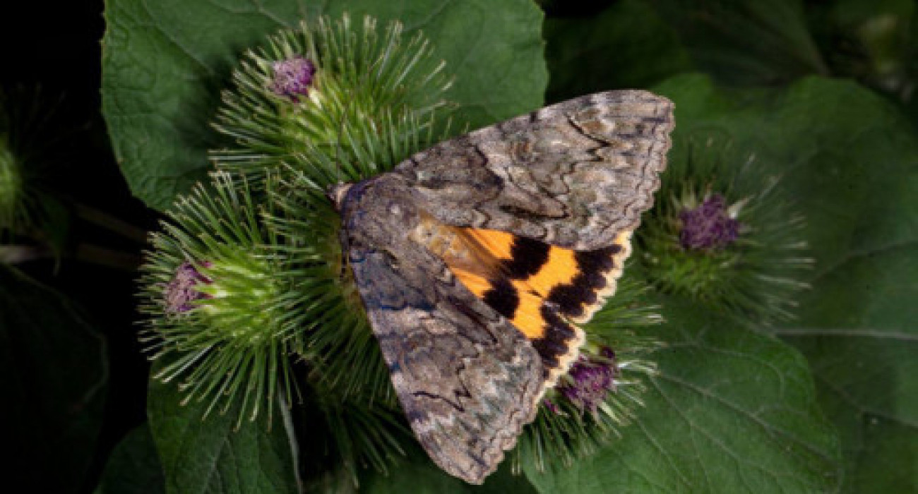 колготкидегі минет