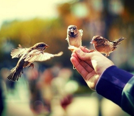 Мейірім соты