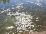Атырау облысындағы көлден жарты тонна өлі балық табылды