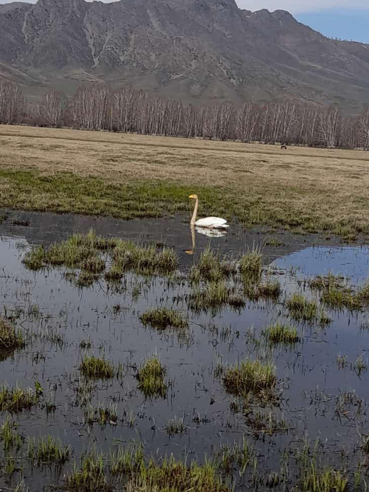 Алтайға аққу қонды