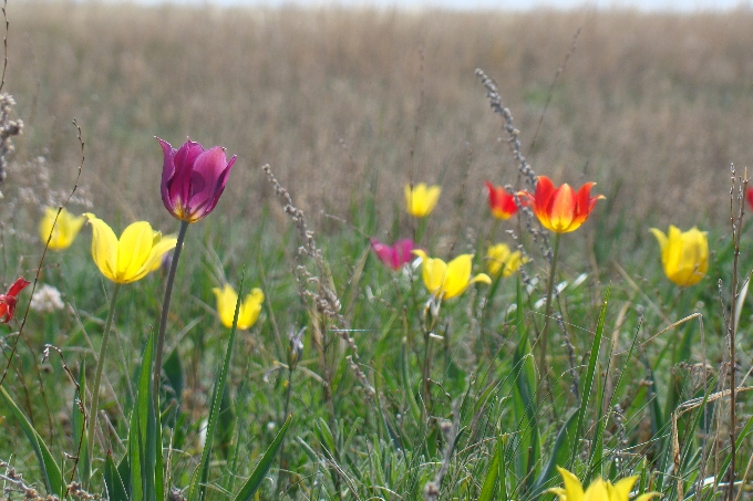 Қыр қызғалдағы гүлдеді