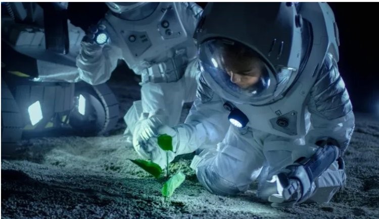 Ай топырағында өсірілген өсімдік