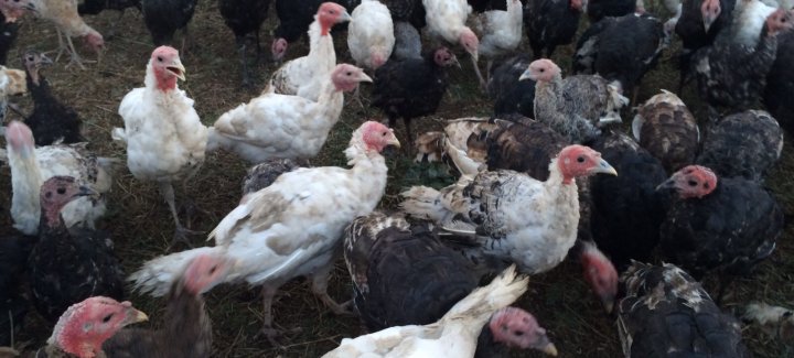 Күркетауық өсіруді қолға алды