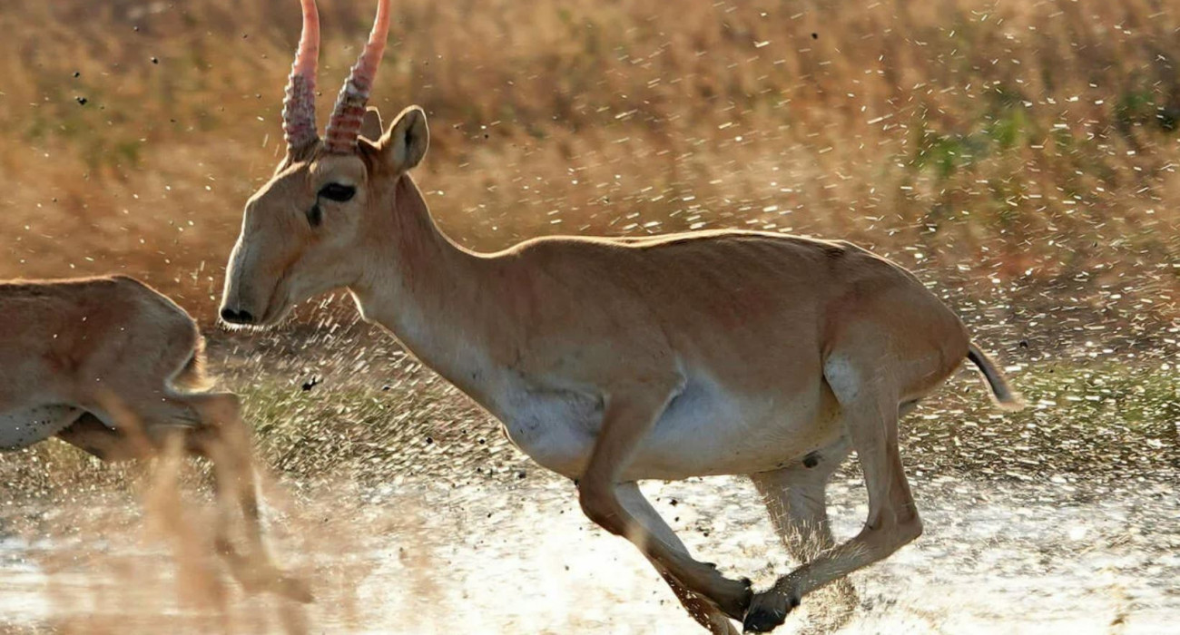 Юлия Кова жалаңаш суреттері