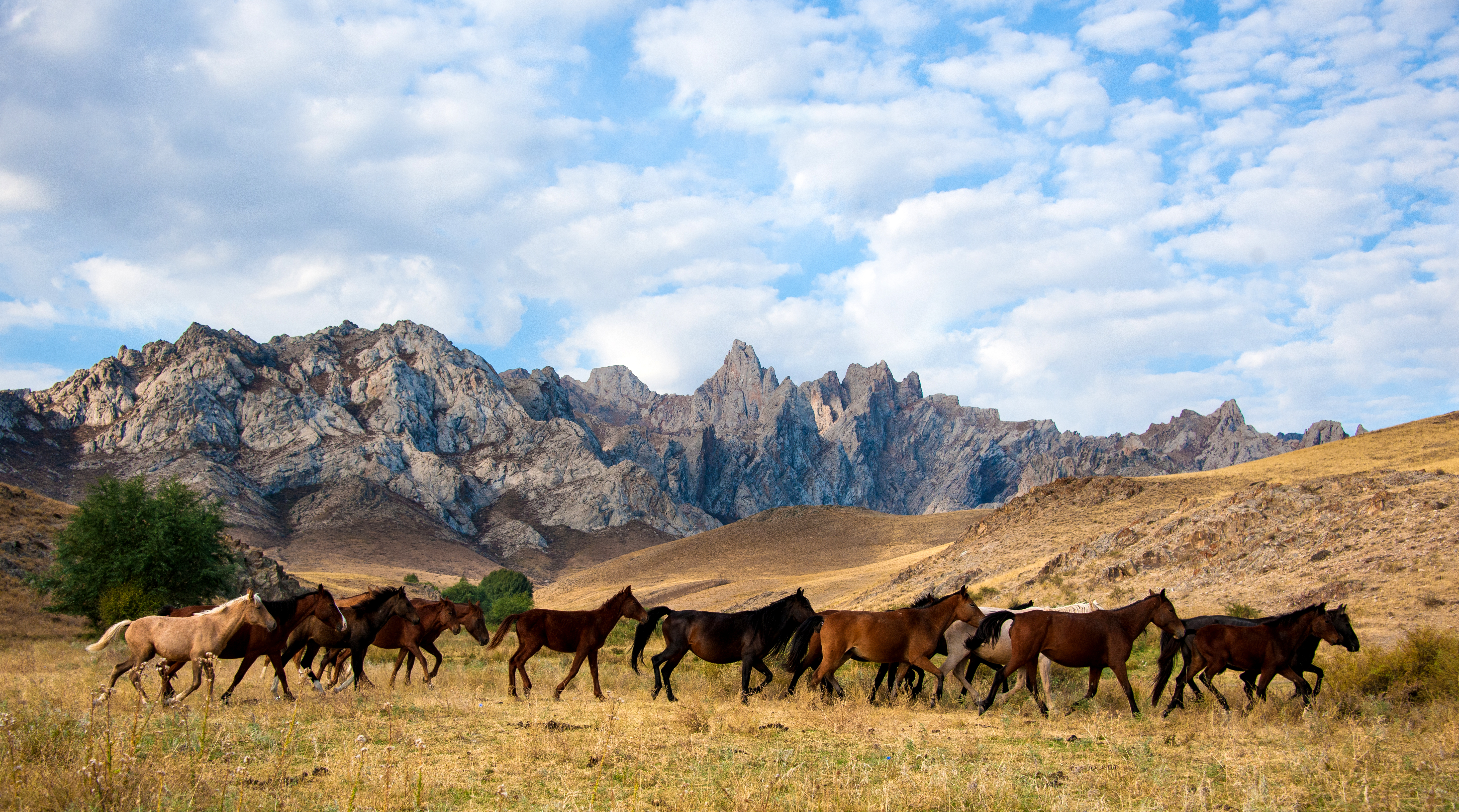Жер аңсаған жылқылар