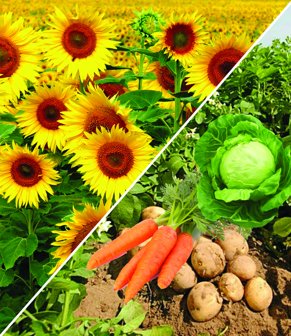 Мол өнімнен үмітті