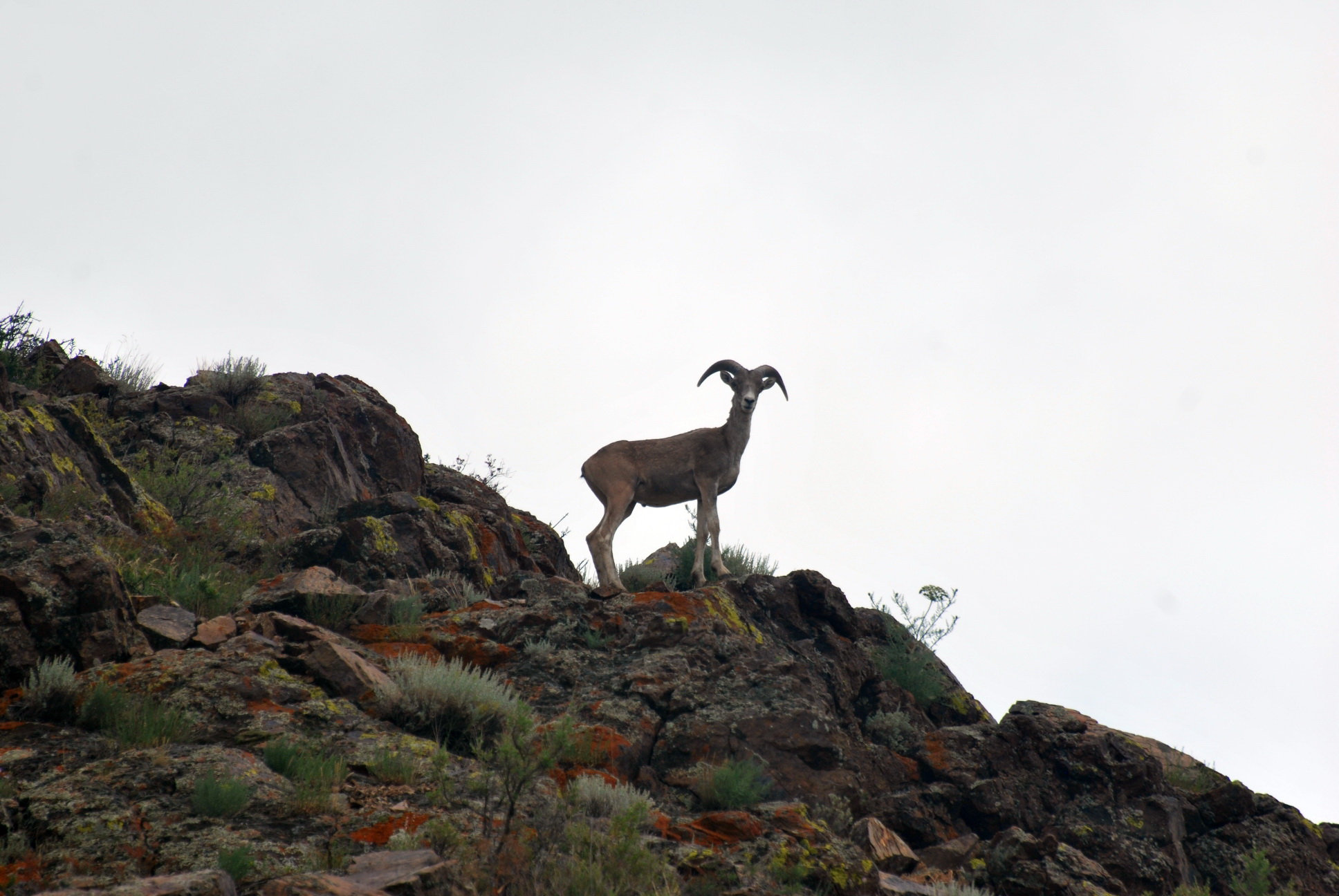 Қарабастан аумайды арқар енді...