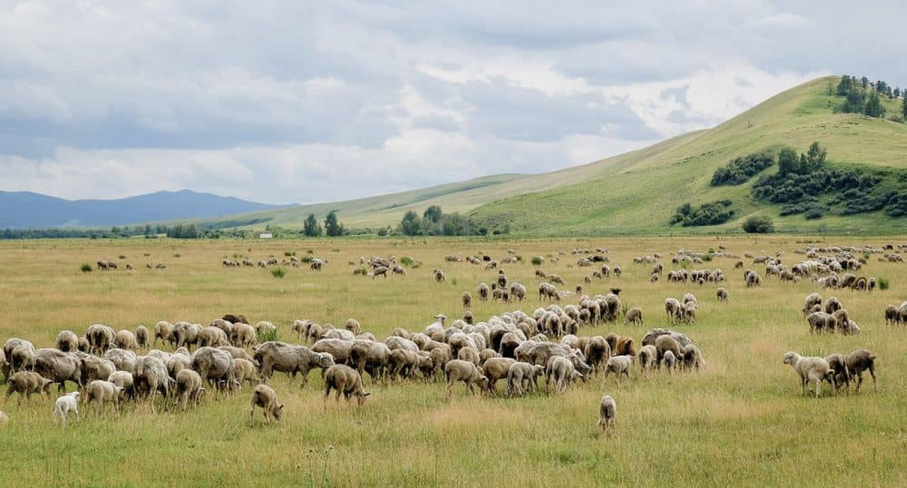 Хели Берримен порно