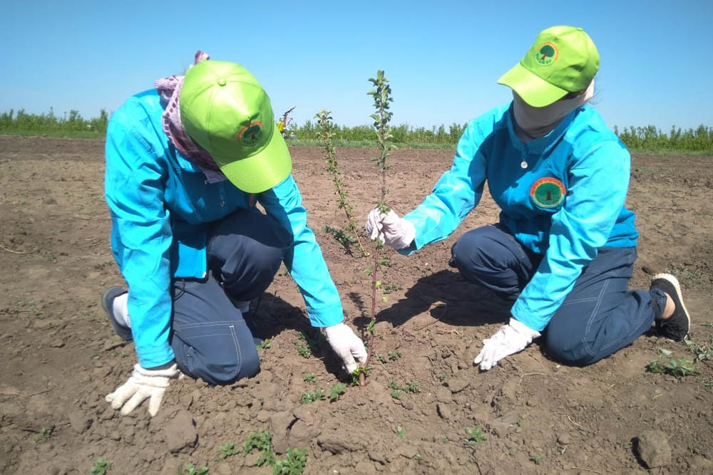 «Жасыл елге» – 138 млн теңге