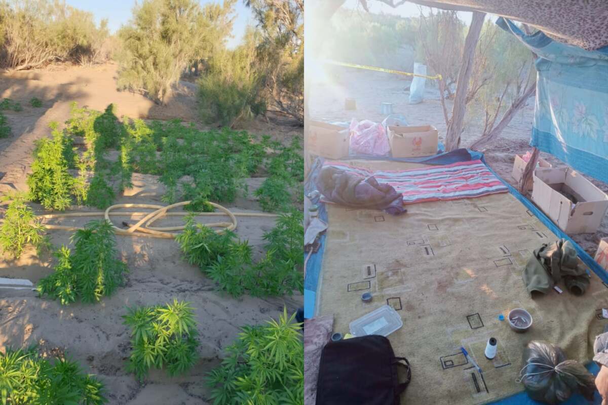 Қызылорда облысында марихуана плантациясы анықталды