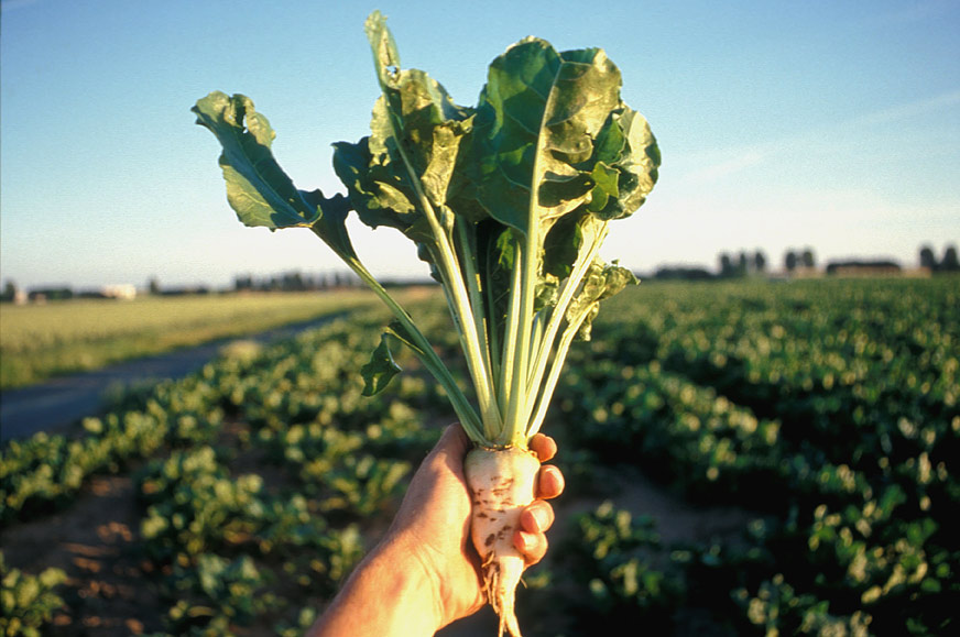 Қызылша өсірудің қызығын көре алмай отыр