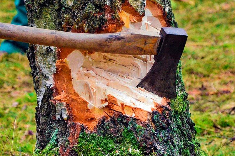 Қарағайды неге кесті?