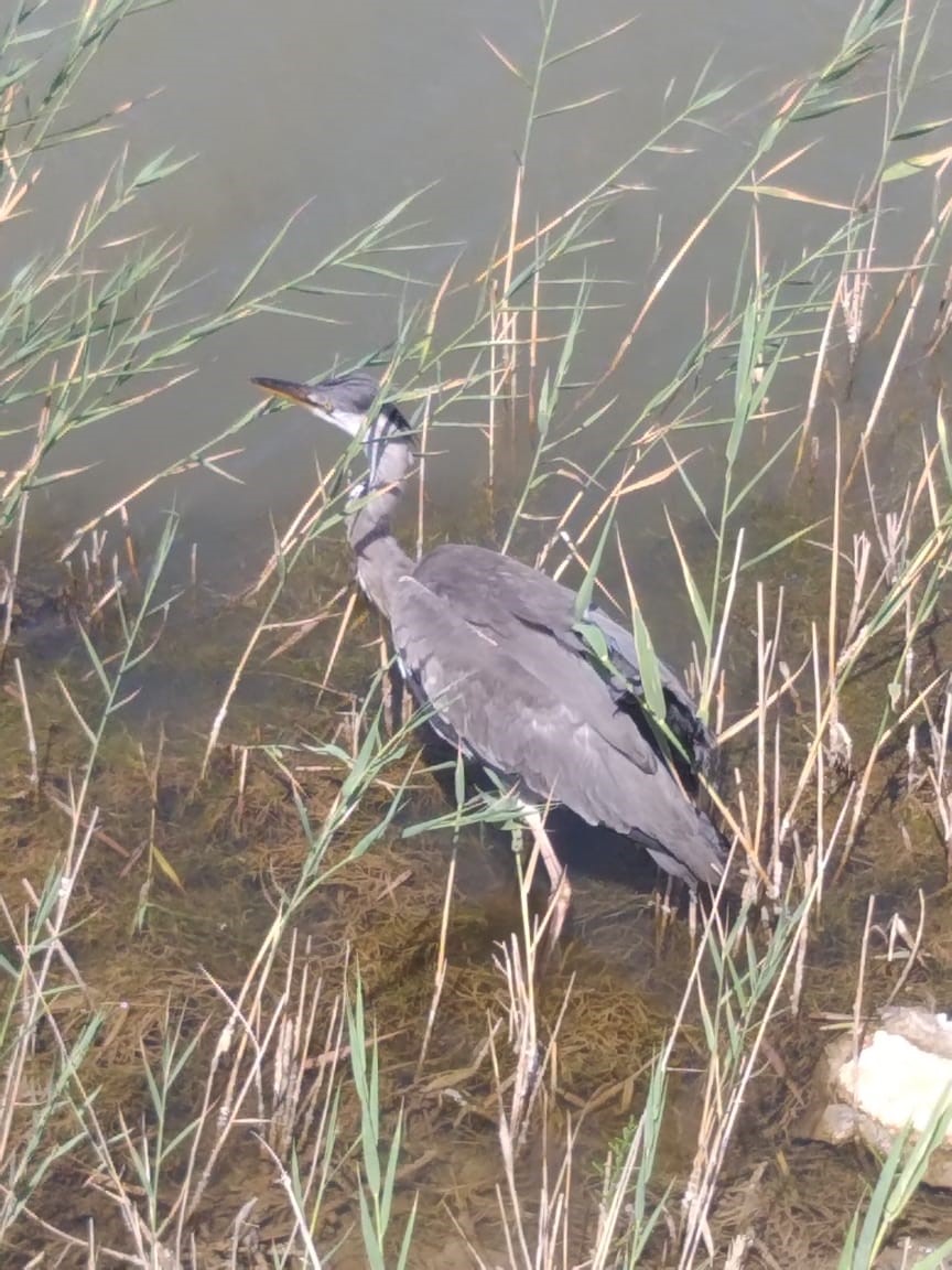 Алғаш рет анальды жыныстық қатынасқа түсу