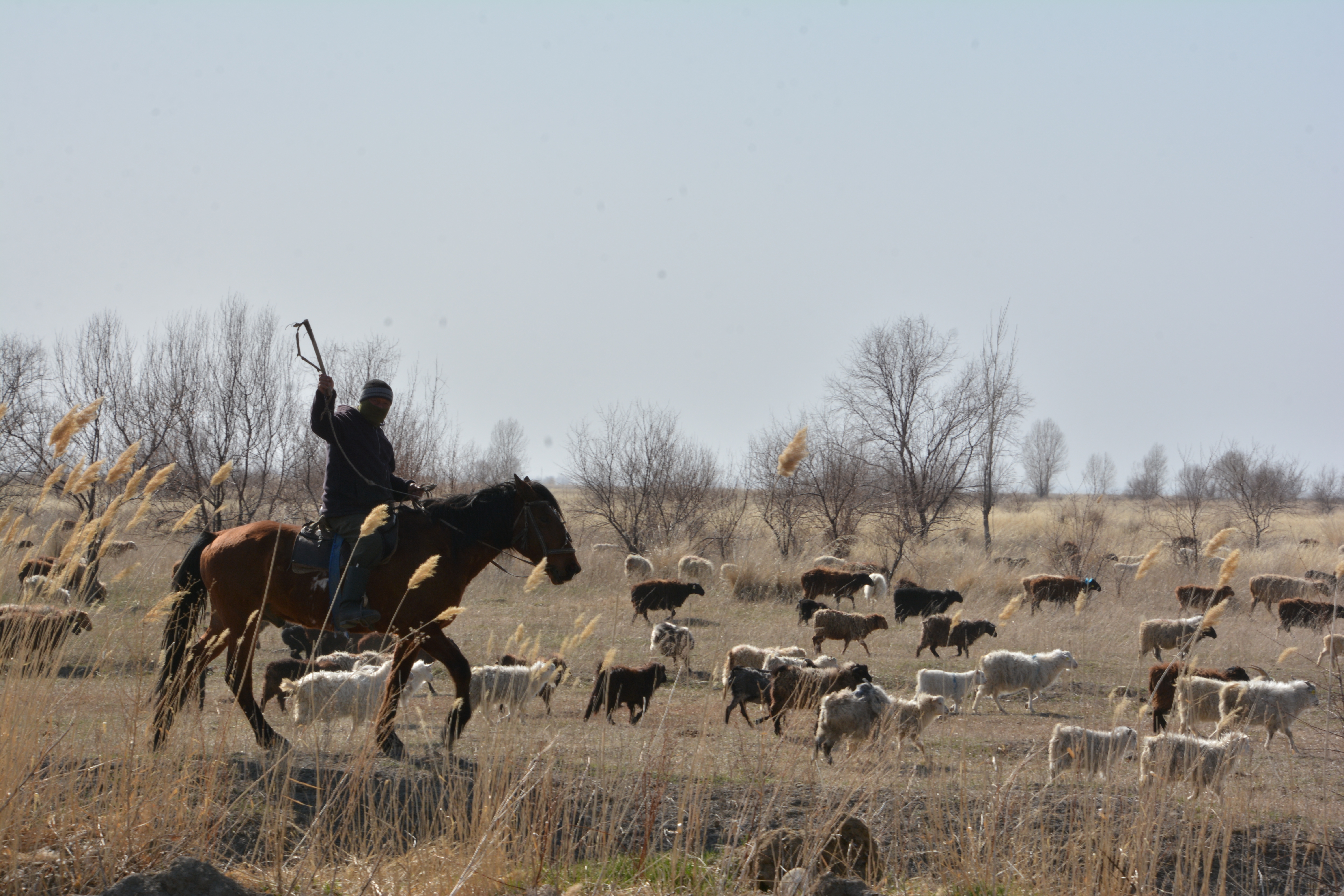 Табындық жер тарылып тұр