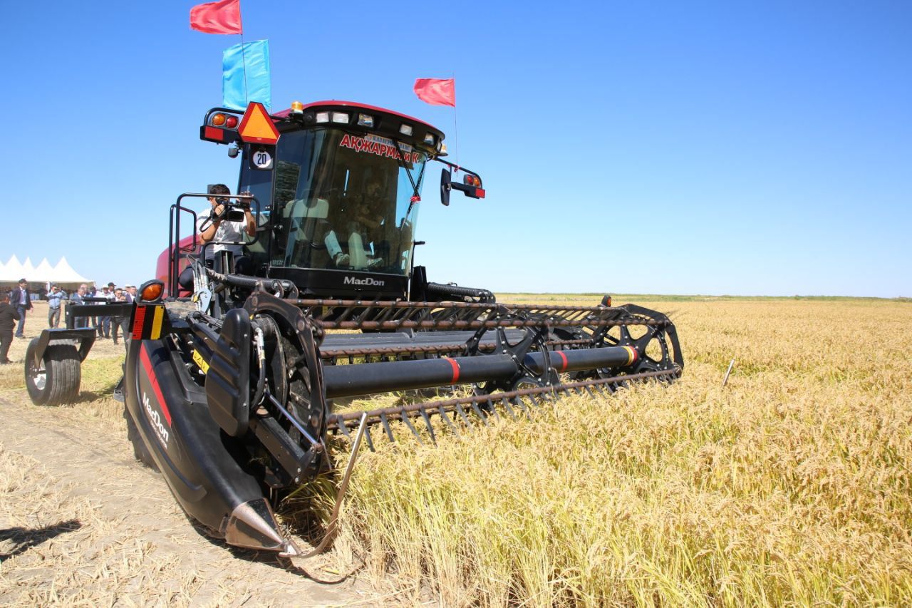 Сырда күріш алқаптары азайды