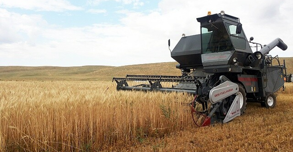 6,1 млн гектардан бидай жиналды