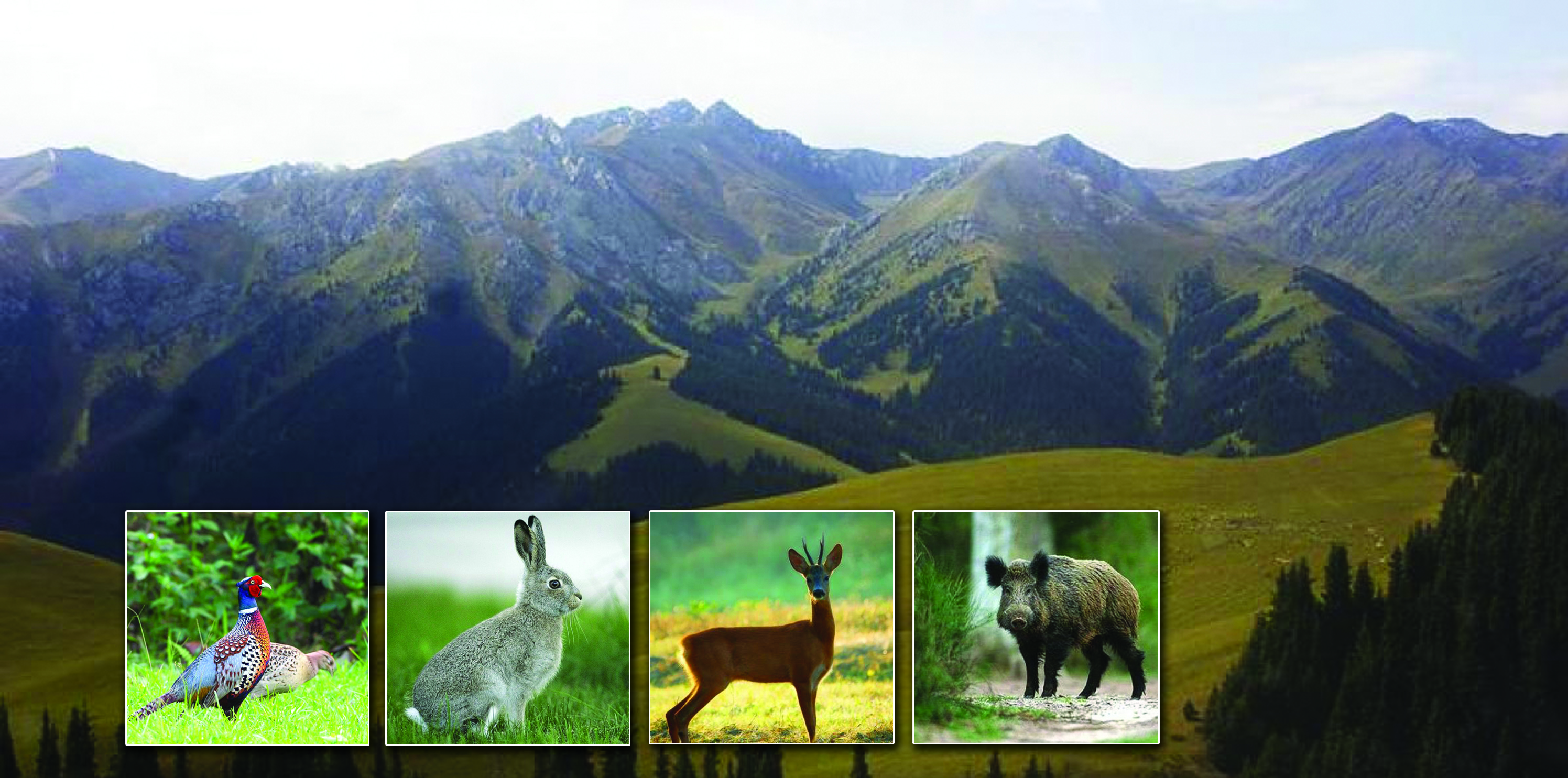 Қаумалдар жануарларға қорған болады