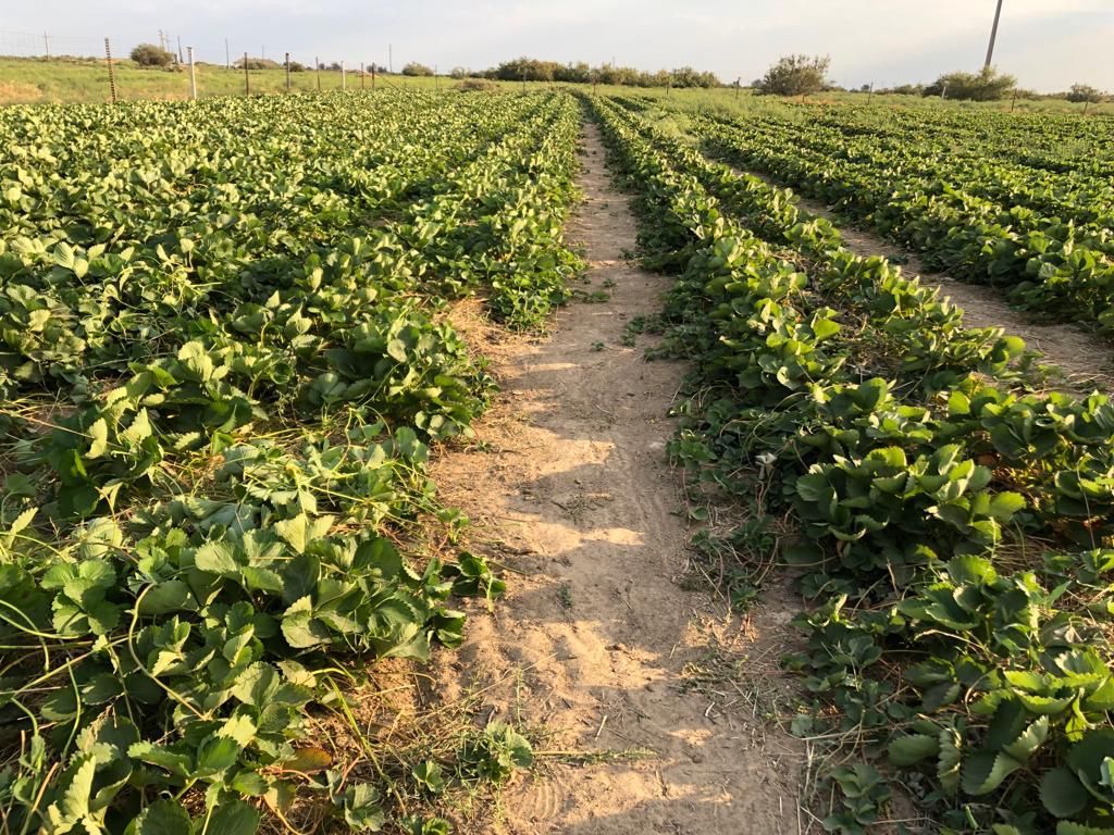 Мұнайшының құлпынайы