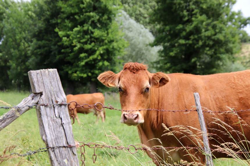 Жайылым тапшылығы: Заң алдында бәрі тең