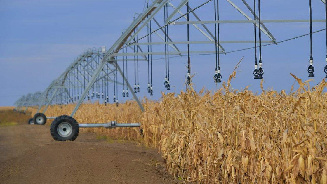 Күнбағыстың күні туды