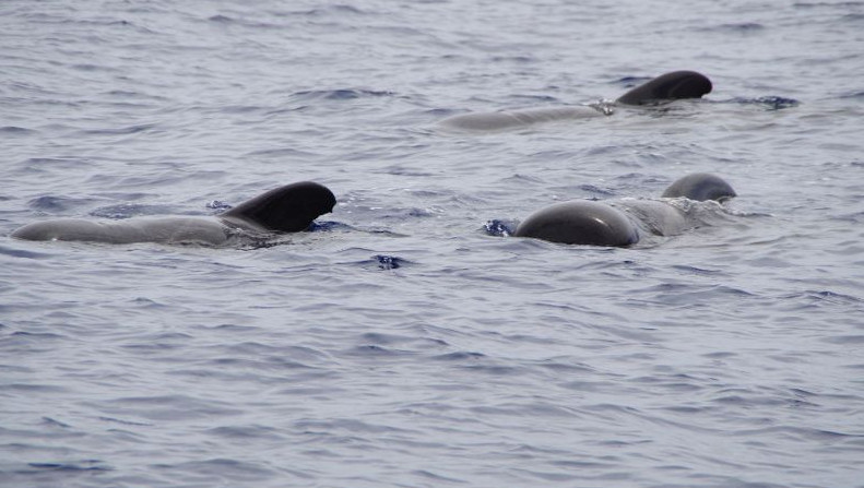 Тасмания аралында 230-ға жуық кит жағаға шықты