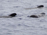 Тасмания аралында 230-ға жуық кит жағаға шықты