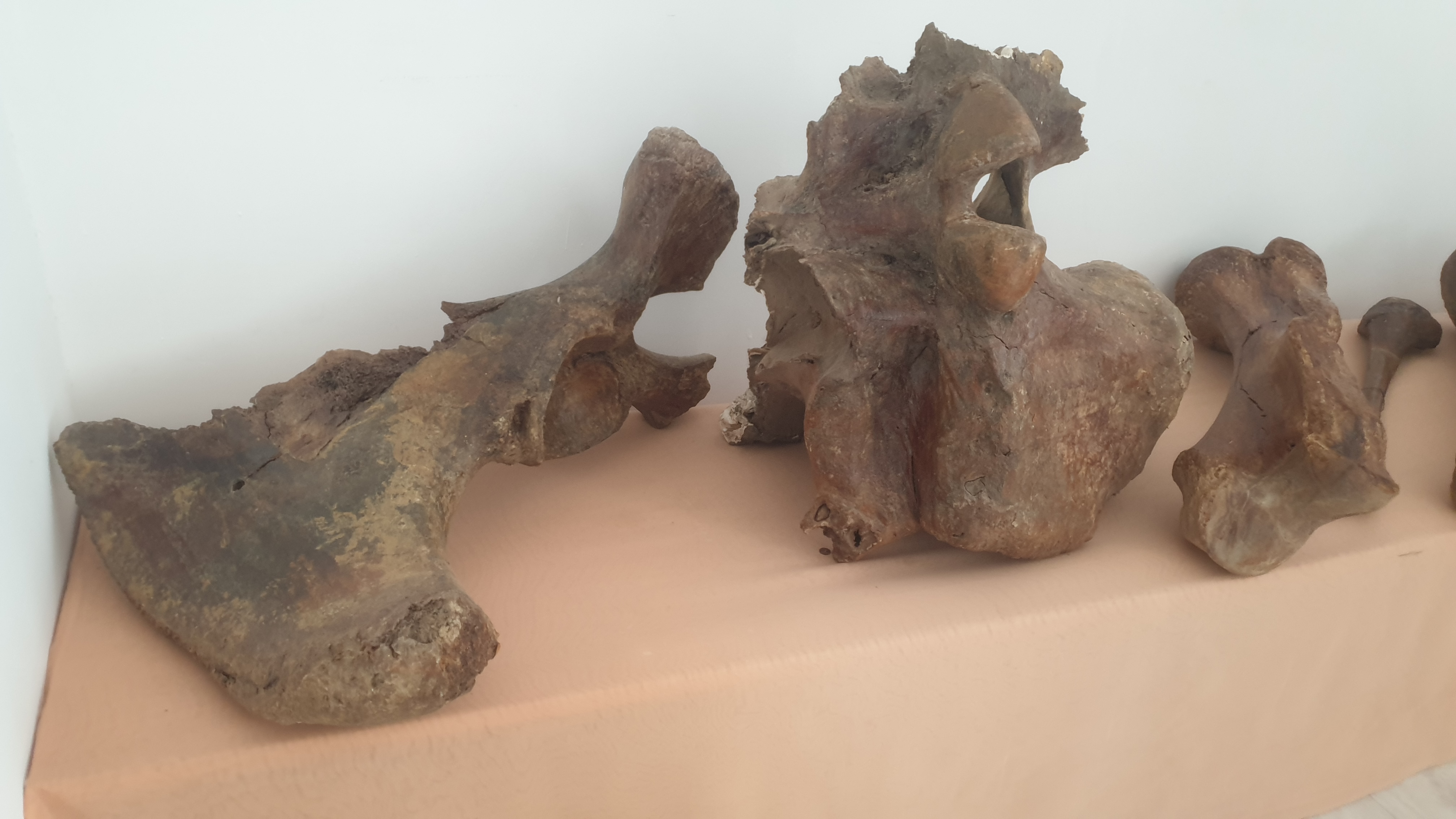 Музейдегі мамонт сүйегі