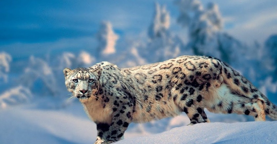 Іле Алатауын жайлаған ілбіс