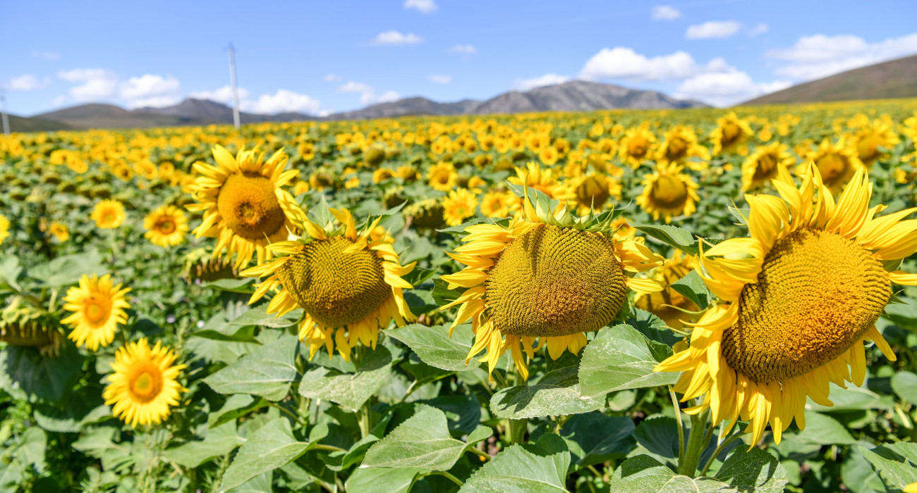 Тұншықтырғыш арқылы жыныстық қатынас