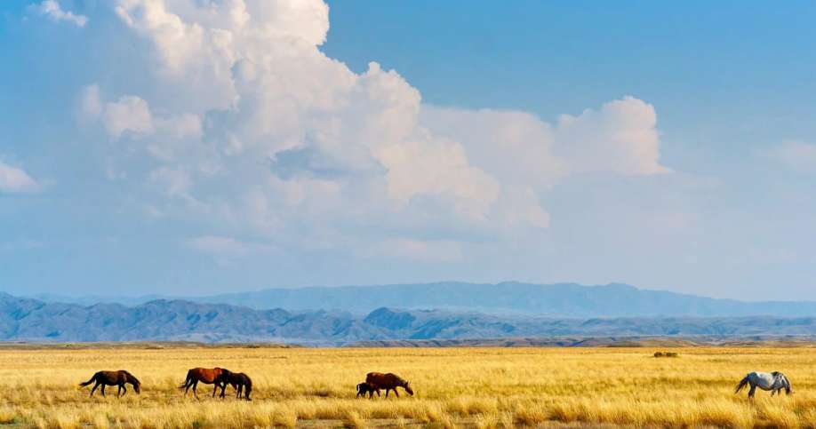 Көргені жақсы көш бастайды