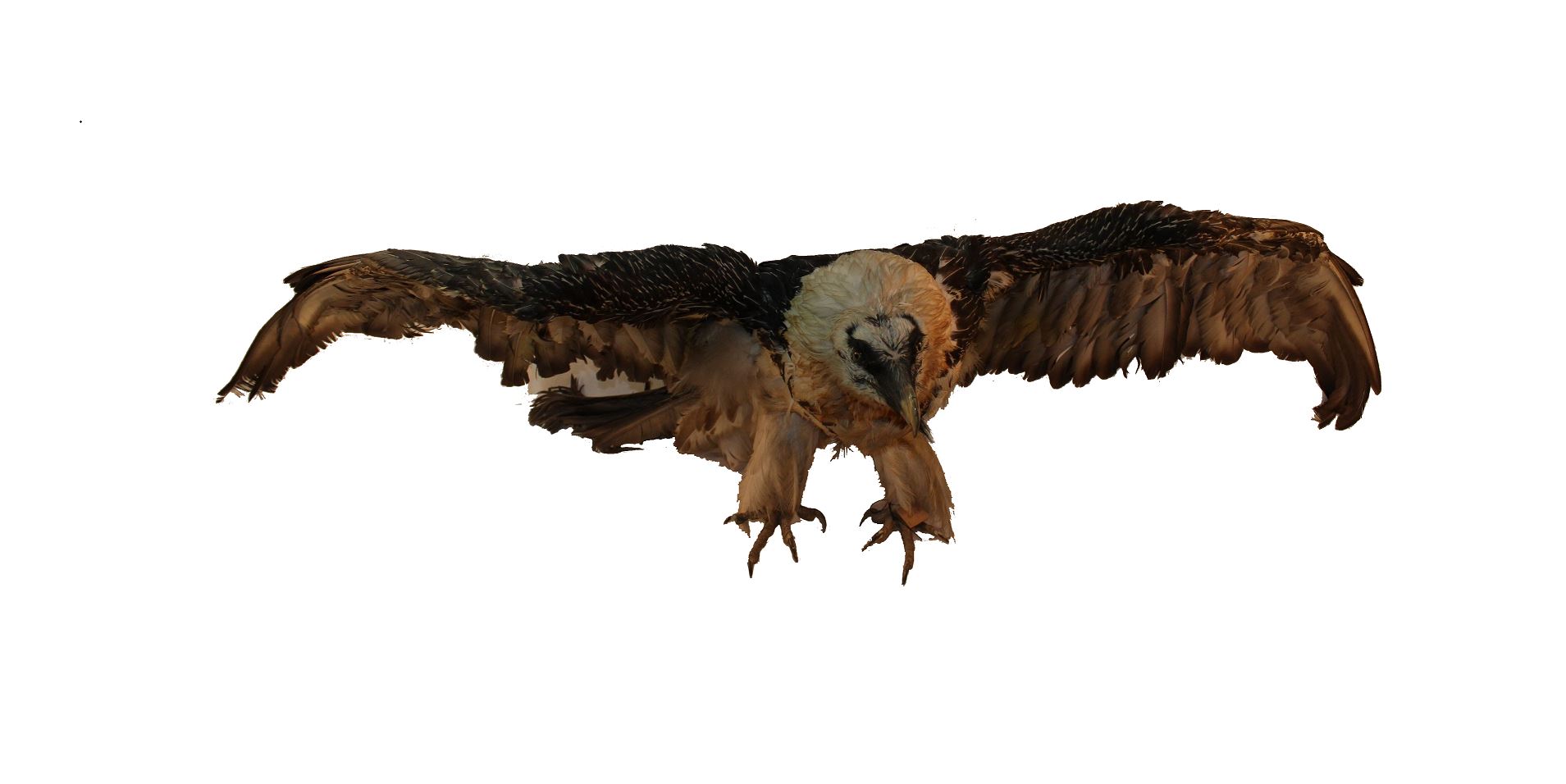 Құмай дейтін бір құс бар...