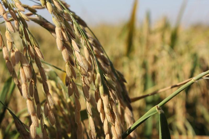 Күріштен тарықпаймыз