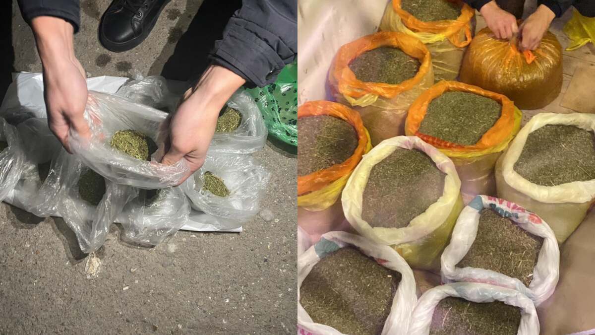 Маңғыстау облысында ер адамнан 41 келі марихуана тәркіленді