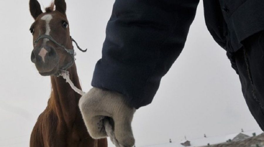 Ұқыптыны ұры алмас