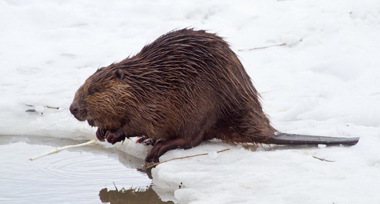 Порно көру: әже өзін ашуландырды