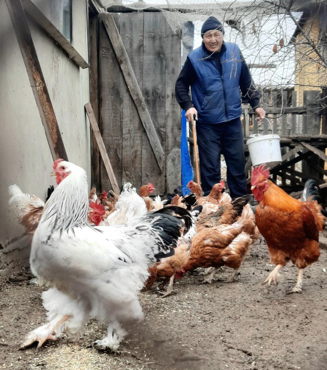 Тауықтан табыс тауып отыр