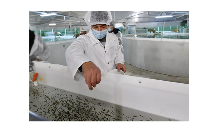 Балық та – береке бастауы