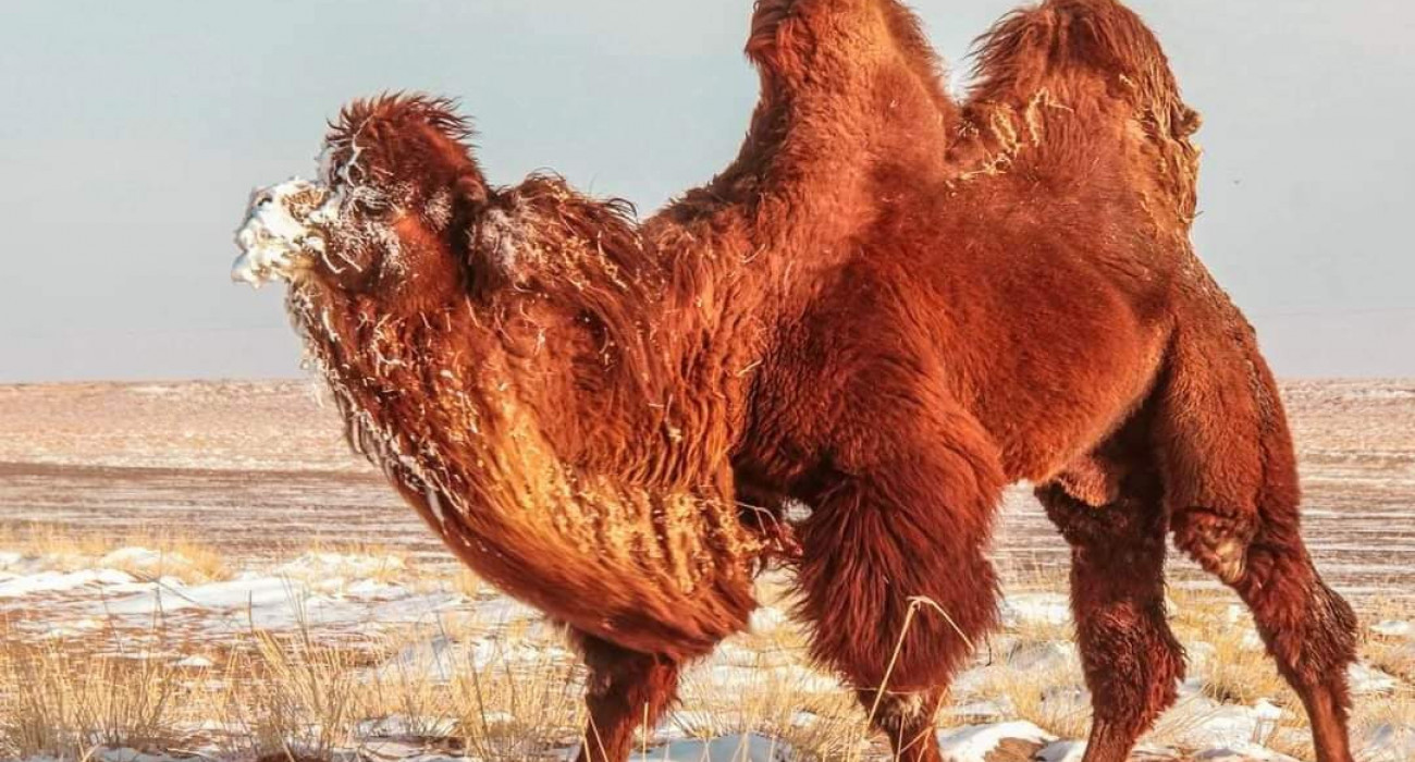 Дивноморсктегі нудистік секс бейнелері